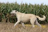 IRISH WOLFHOUND 141